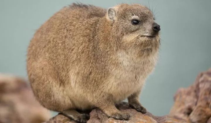 1573780859v2-1f1adc5c9d024ee5ccb17e8593292559_hd.jpg?size=40902